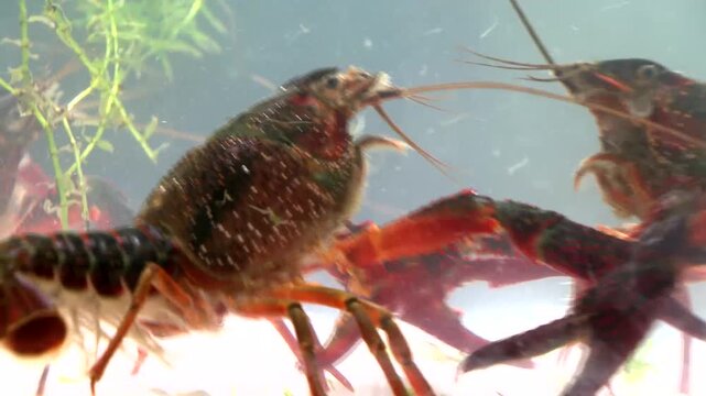 Live crayfish swimming in clear freshwater aquarium with aquatic plants and sandy substrate, close-up underwater shot