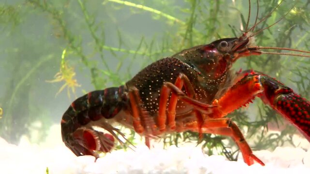 Vibrant red and black crayfish moving slowly across white gravel in clear freshwater with green aquatic plants