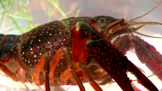 Vibrant red-spotted crayfish moving slowly underwater in clear freshwater aquarium with white gravel and green aquatic plants