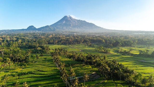 Aerial view of Mount Merapi with coconut trees and green rice fields