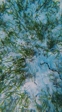 Banded sea krait swimming over sandy bottom