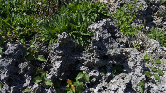 沖縄の自然な姿を残すゴツゴツとした琉球石灰岩と自生する植物