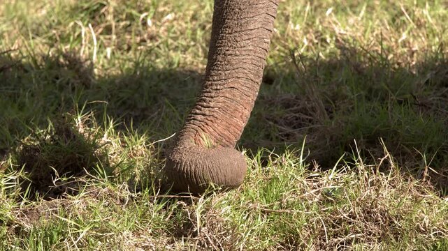 Elephant Trunk Grazing and Plucking Grass from Ground