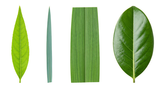 Assorted green foliage leaves including lanceolate and elliptical shapes for botanical study and nature themed graphic design projects.