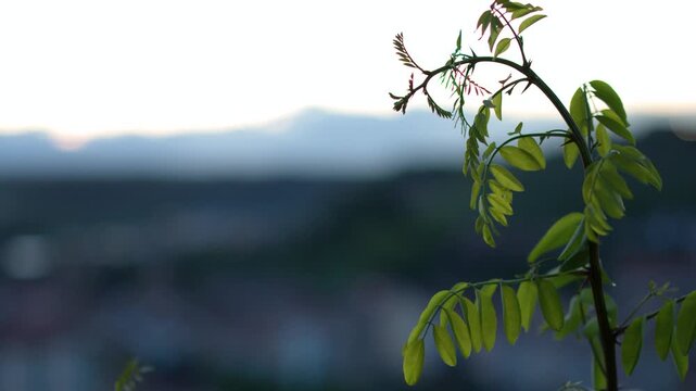 Green Thorny Branch Gently Swaying at Twilight