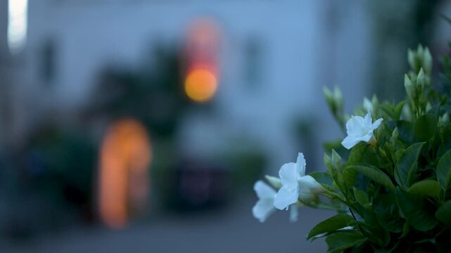 White Mandevilla Flowers Blooming at Twilight in Evening Garden