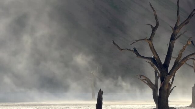 Dead Camel Thorn Trees in Deadvlei, Namibia