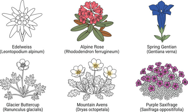 Botanical illustrations of alpine mountain flowers including edelweiss alpine rose spring gentian and purple saxifrage