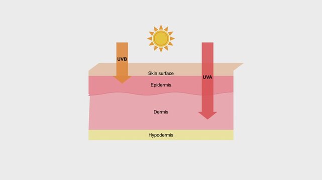 Diagram showing UVA and UVB rays penetrating human skin layers