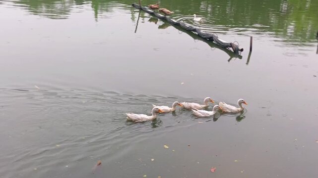 Wide shot slow panning of white ducks swimming on pond water