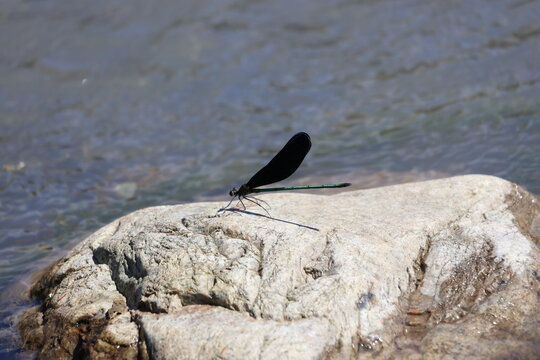 A damselfly perches on a stone in a stream