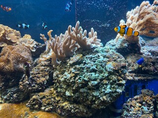 coral reef in the sea © ASS