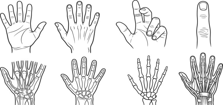 Detailed vector illustrations of human hands in various poses and skeletal views