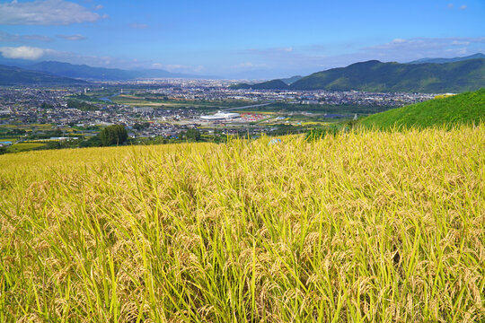 秋の姨捨の棚田