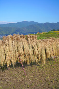 秋の姨捨の棚田