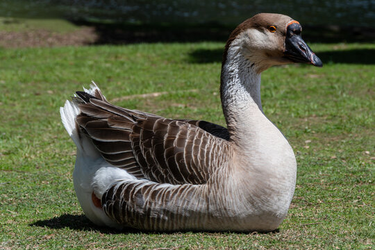 Beautiful Greylag Geese (Anser anser) on a green lawn near a lake