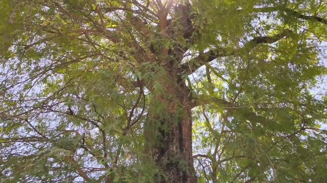 Low angle view looking up at a large old tamarind tree trunk with green leaves and bright sunlight flare glowing through branches. Perfect for nature, environment, and forest background.