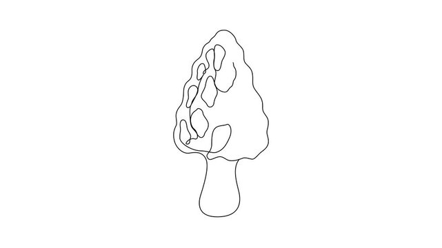 Minimalist morel mushroom continuous line drawing animation gradually forming on a clean white background. A single unbroken black line creates a distinctive honeycomb-textured morel mushroom illustra