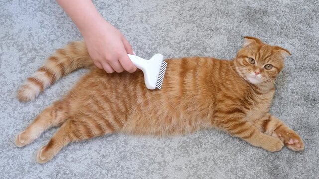 A woman's hand brushes a striped cat with white slicker brush close-up, top-down view.