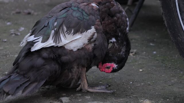 Muscovy Duck Preening Feathers Outdoors