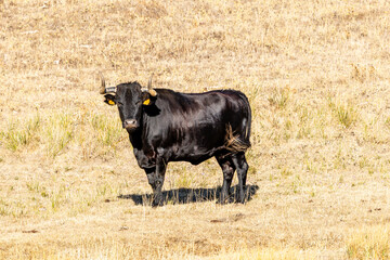 Cattle grazing peacefully in the traditional Salamanca dehesa landscape. © josevgluis