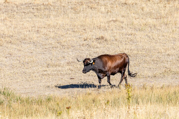 Cattle grazing peacefully in the traditional Salamanca dehesa landscape. © josevgluis