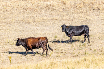 Cattle grazing peacefully in the traditional Salamanca dehesa landscape. © josevgluis