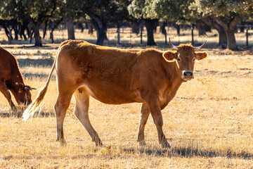 Cattle grazing peacefully in the traditional Salamanca dehesa landscape. © josevgluis