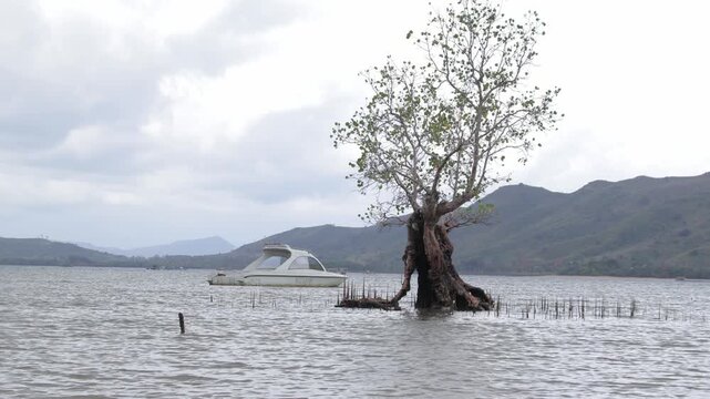 Mangrove tree in water with boat and mountains under cloudy sky
