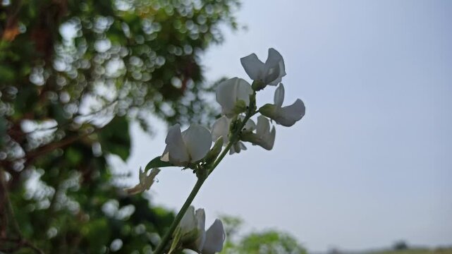 Dolichos lablab flowering plant with delicate blossoms growing along green stems, showcasing the natural beauty and botanical characteristics of this tropical legume