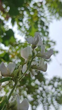 Dolichos lablab flowering plant with delicate blossoms growing along green stems, showcasing the natural beauty and botanical characteristics of this tropical legume