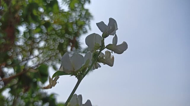 Dolichos lablab flowering plant with delicate blossoms growing along green stems, showcasing the natural beauty and botanical characteristics of this tropical legume