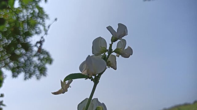 Dolichos lablab flowering plant with delicate blossoms growing along green stems, showcasing the natural beauty and botanical characteristics of this tropical legume