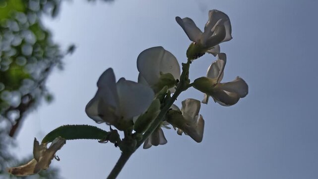 Dolichos lablab flowering plant with delicate blossoms growing along green stems, showcasing the natural beauty and botanical characteristics of this tropical legume