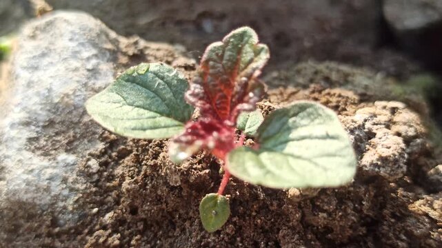 Young Amaranthus seedlings emerging from fertile soil, displaying fresh green leaves and early plant growth, showcasing natural cultivation and vegetable farming.