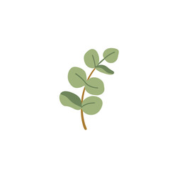 Stylized eucalyptus branch with leaves © panalay