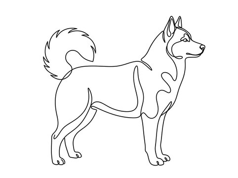 Continuous line art vector illustration of a standing Siberian Husky dog, pet design concept