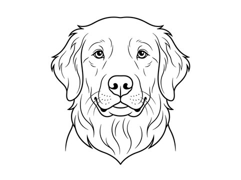 Detailed line art vector illustration of a Golden Retriever dog face portrait, pet design concept