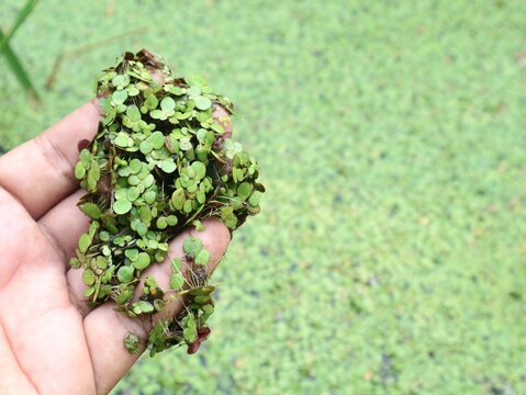 Close up of a hand holding fresh green duckweed or water lentils harvested from a pond surface, showcasing aquatic plants and nature ecology