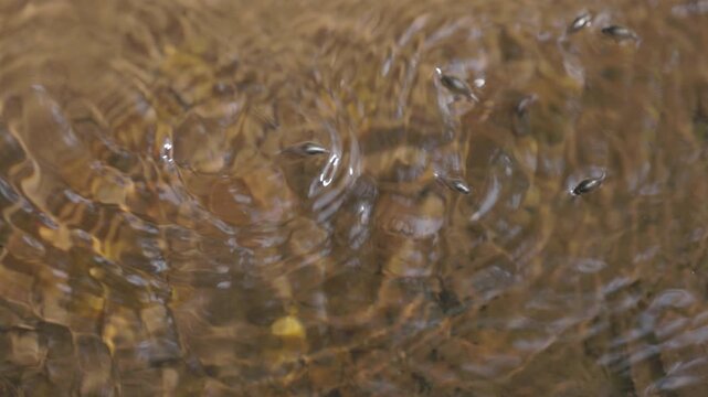 Pinwheel beetles moving on the water surface creating circular ripples, reactive aquatic insects hunting in natural freshwater environment in slow motion. ProRes 422 10 bit ungraded C-LOG..