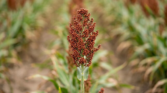 Ripe sorghum grain head growing in a plantation field during harvest season