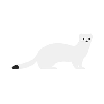 White ermine standing in winter coat vector illustration