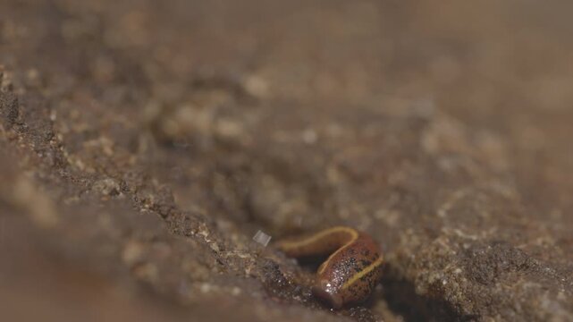 Brown land leech, Haemadipsa zeylanica crawling over wet rocks in slow motion, detailed view of leech in tropical forest environment of Sri Lanka, natural wildlife. ProRes 422 10 bit ungraded C-LOG.