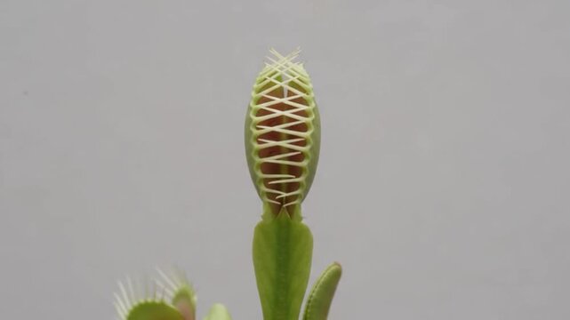 Video Effect Venus Flytrap Snapping Shut
