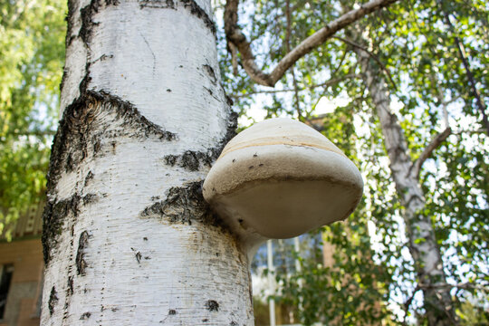 Birch polypore mushroom growing on tree trunk close up. Tinder fungus or fomes fomentarius parasite on white birch bark in forest, herbal medicine and forestry concept.
