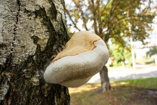 Bracket fungus birch polypore growing on tree trunk horizontal close up. Fomitopsis betulina mushroom on birch bark, herbal medicine and forestry concept.