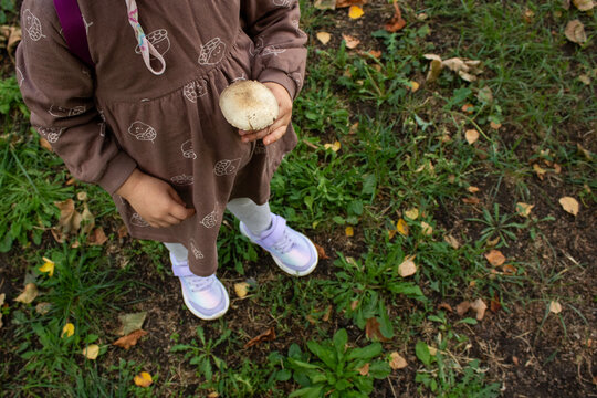 Little girl standing on grass and holding wild mushroom in orchard. Unrecognizable toddler child with harvested agaricus mushroom during autumn walk close up.