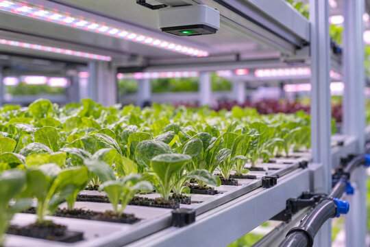 Seedling Emergence Sensor in a Controlled Vertical Farming Rack