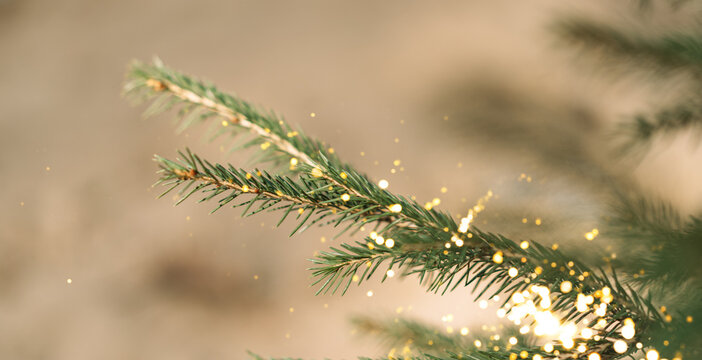 Diagonal evergreen branch with golden sparkles on beige and bright lower glow.