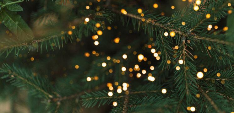 Dense Christmas tree branches with golden light bokeh against dark greenery.